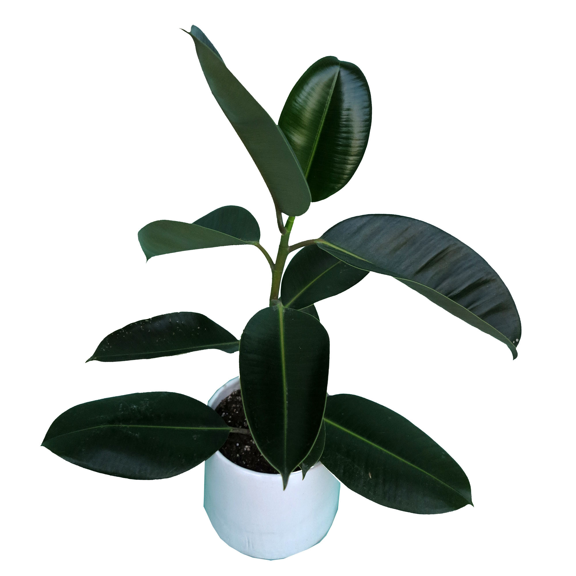 گیاه طبیعی فیکوس کد 01