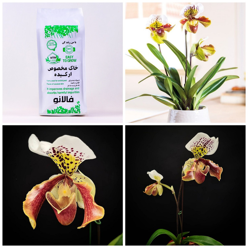 خاک ارکیده فالانو کد 44 حجم 3 لیتر