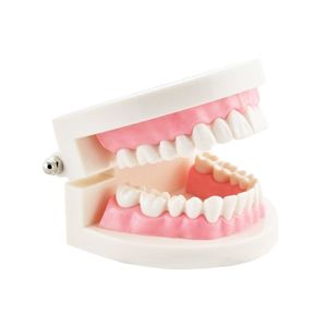 بازی آموزشی مدل مولاژ دندان انسان کد A017