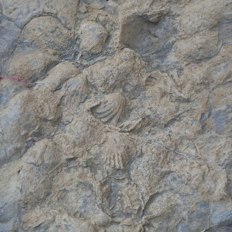 سنگ راف مدل فسیل صدفی