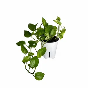 پتوس سبز گلآرون مدل هیدروپنیک