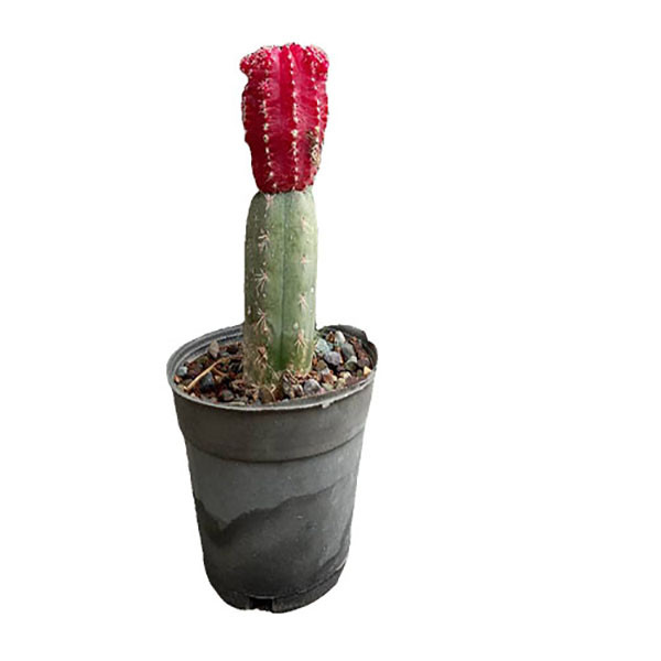 گیاه طبیعی کاکتوس ژیمنو میهانویچی رنگی مدل 3D