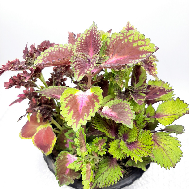 گیاه طبیعی حسن یوسف کد PB مجموعه 4 عددی