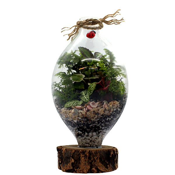 گیاه طبیعی تراريوم وابی كوزا مدل كوزه‌اي زيره چوبی