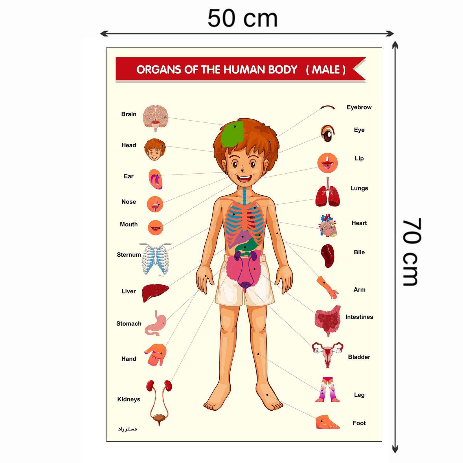 پوستر آموزشی مستر راد مدل آناتومی بدن طرح لاتین کد fiory 2242 -  - 10