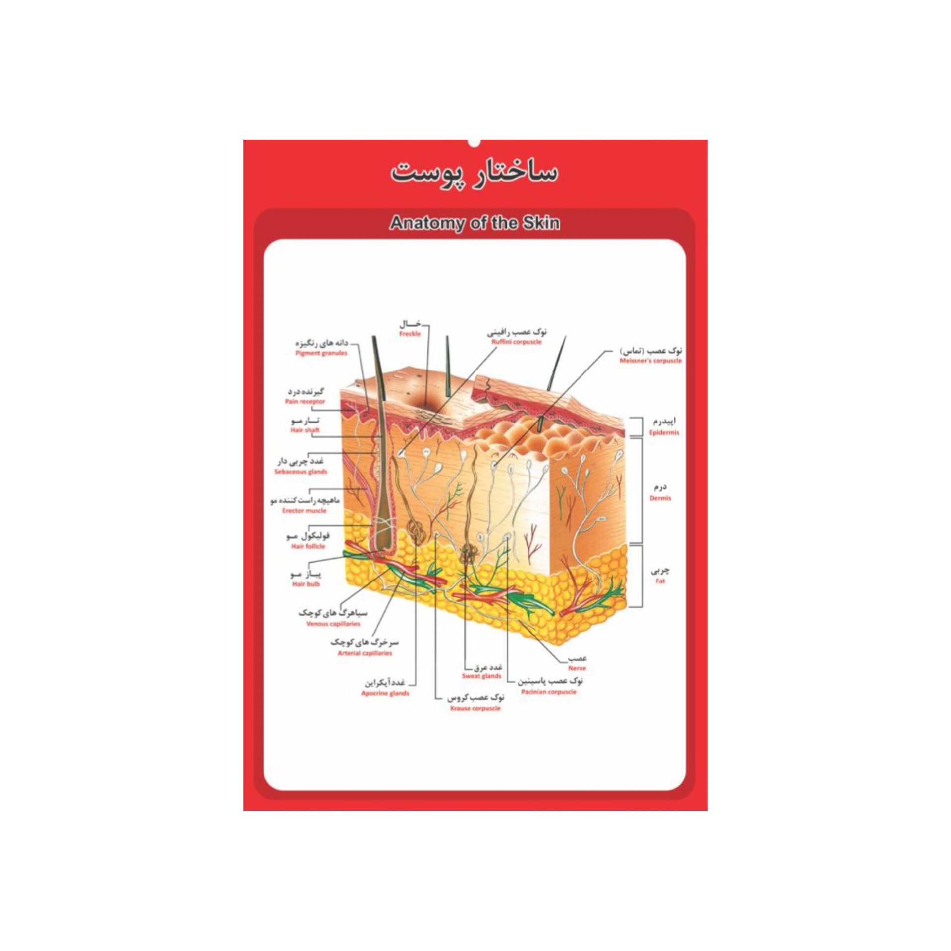 پوستر آموزشی مدل آناتومی ساختار پوست