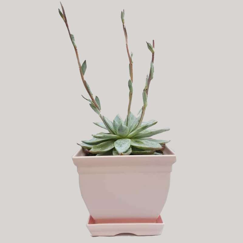 گیاه طبیعی ساکولنت آچوریا کد 04