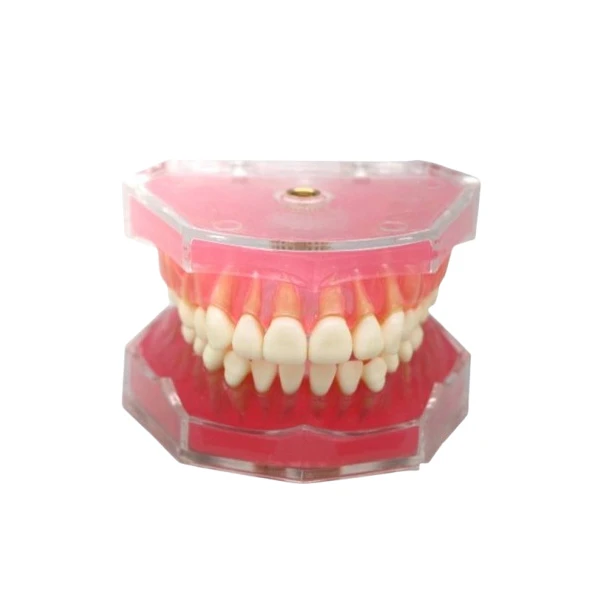 بازی آموزشی مدل مولاژ دندان انسان