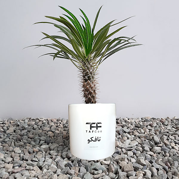 گیاه طبیعی نخل ماداگاسکار تافکو کد 2038