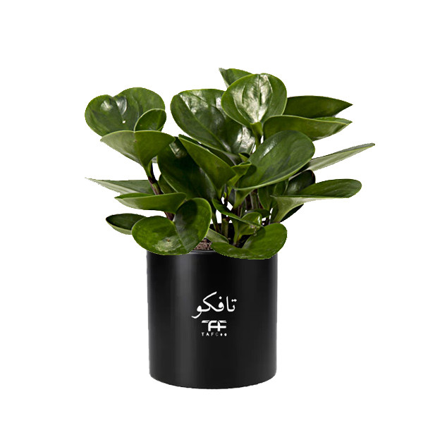 گل طبیعی قاشقی سبز تافکو مدل s1