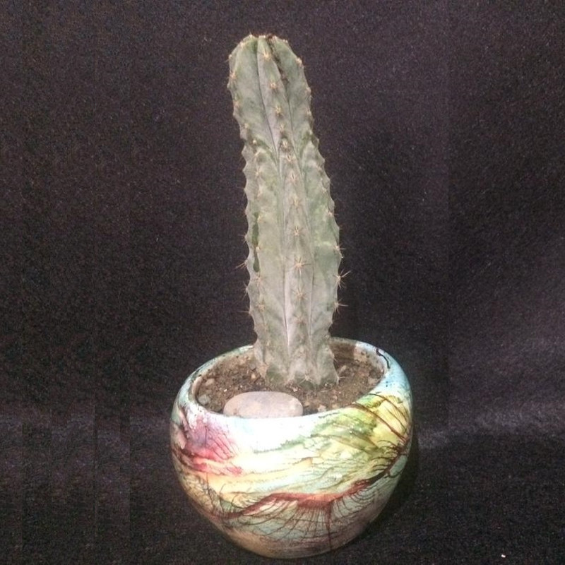 گیاه طبیعی کاکتوس اچینوپسیس پاچانوی مدل K001