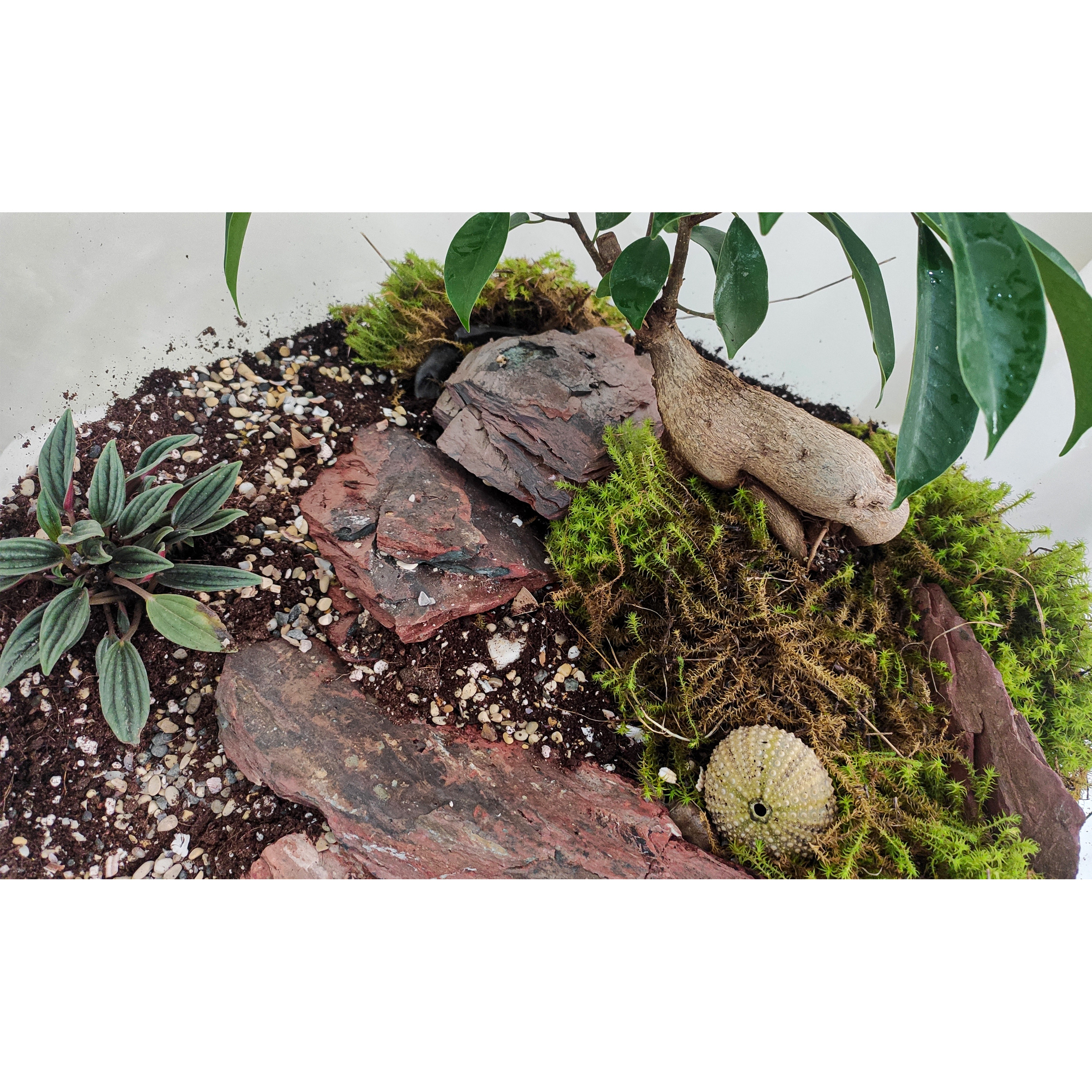 تراریوم گیاه طبیعی کد huge-7000