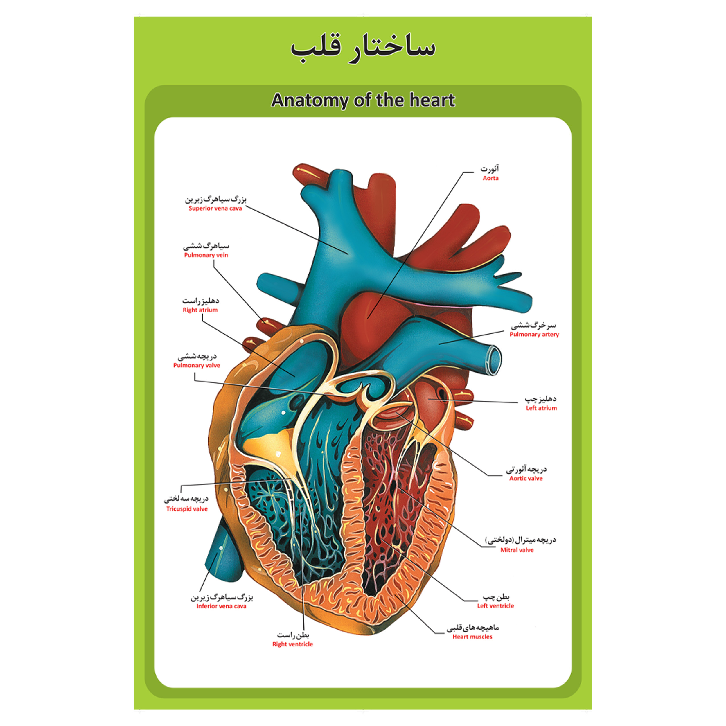 پوستر آموزشی طرح آناتومی ساختار قلب