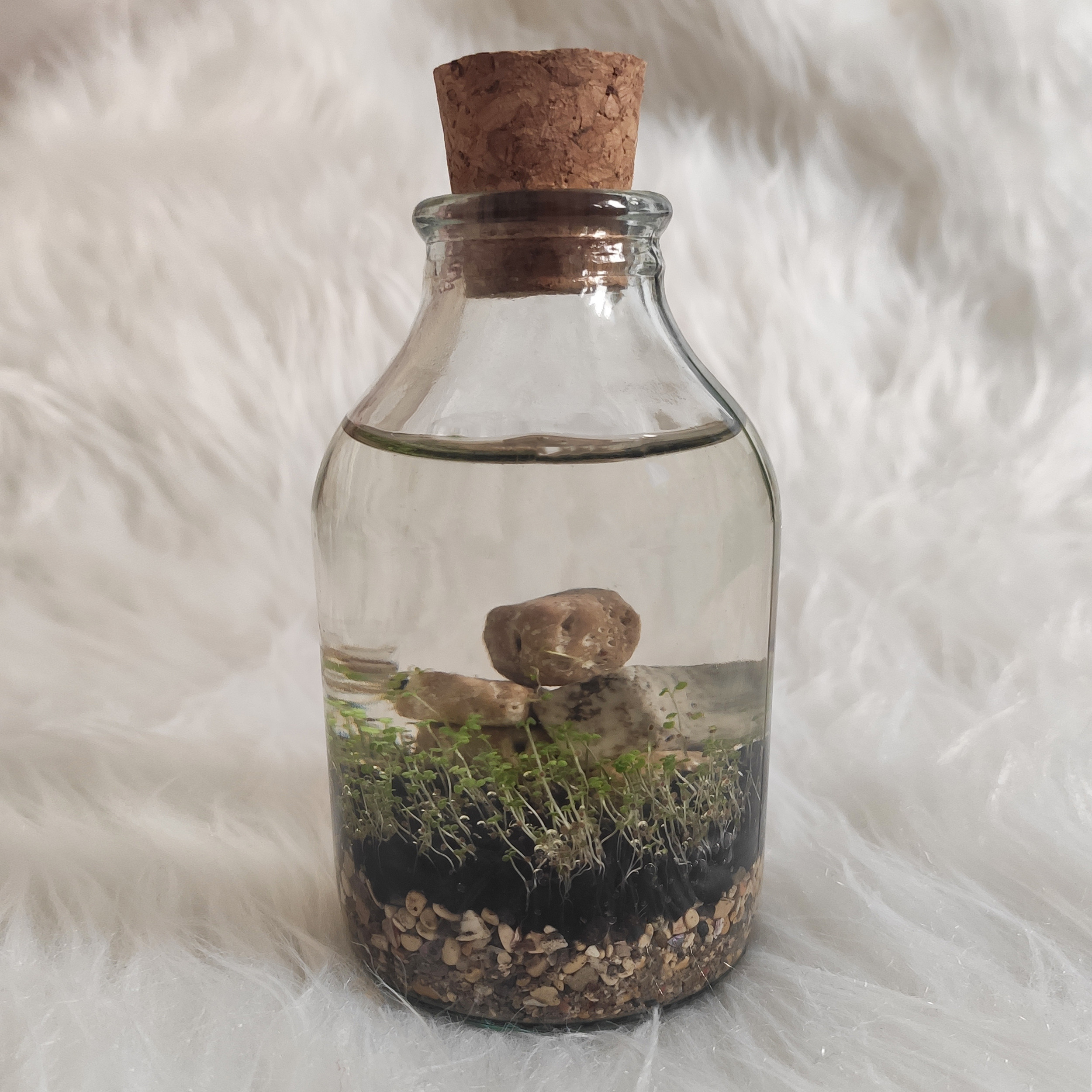 ویواریوم گیاه طبیعی کد viv-q111