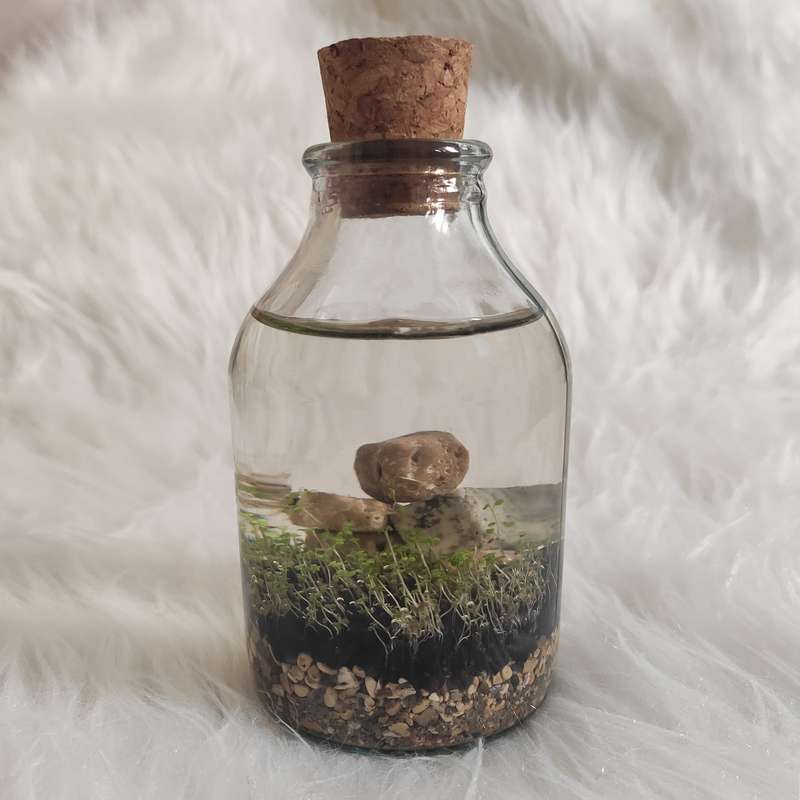 ویواریوم گیاه طبیعی کد viv-q111