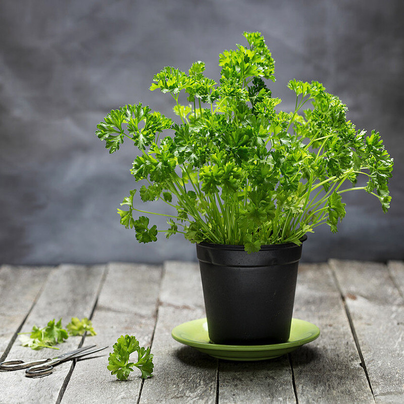 بذر جعفری سانیا سید مدل ss26