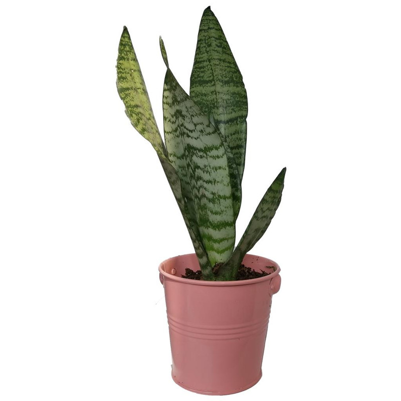 گیاه طبیعی سانسوریا کرواتی کد sf06 گیاه طبیعی سانسوریا کرواتی کد sf06