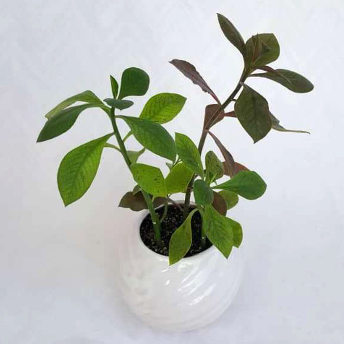 گیاه طبیعی فردوس کد 03