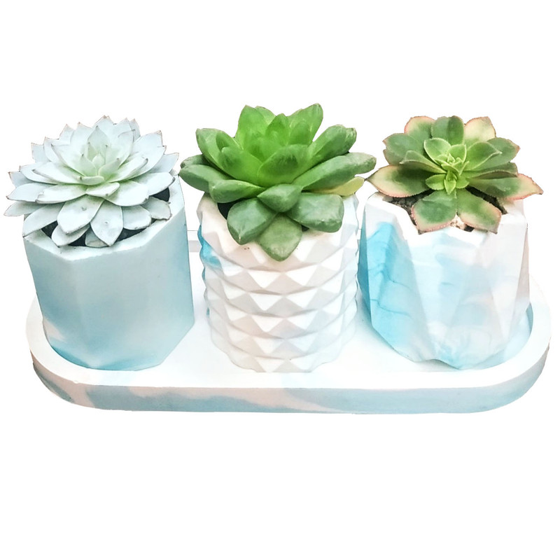 گیاه طبیعی ساکولنت مدل B-9 مجموعه 3 عددی