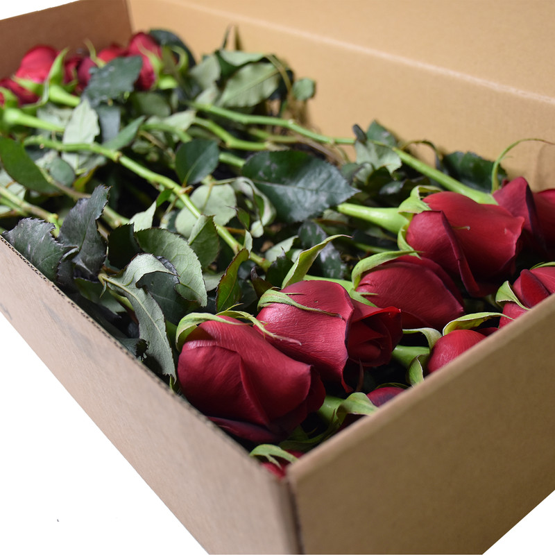 شاخه گل رز هلندی قرمز دسته 20 عددی