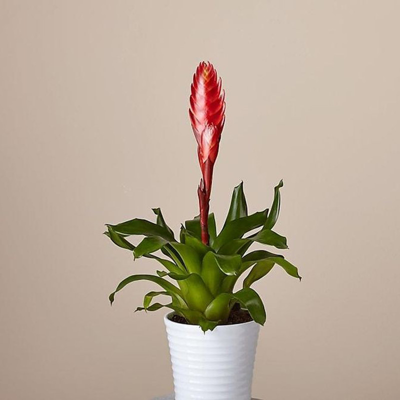 گیاه طبیعی ورزیا مدل F-29