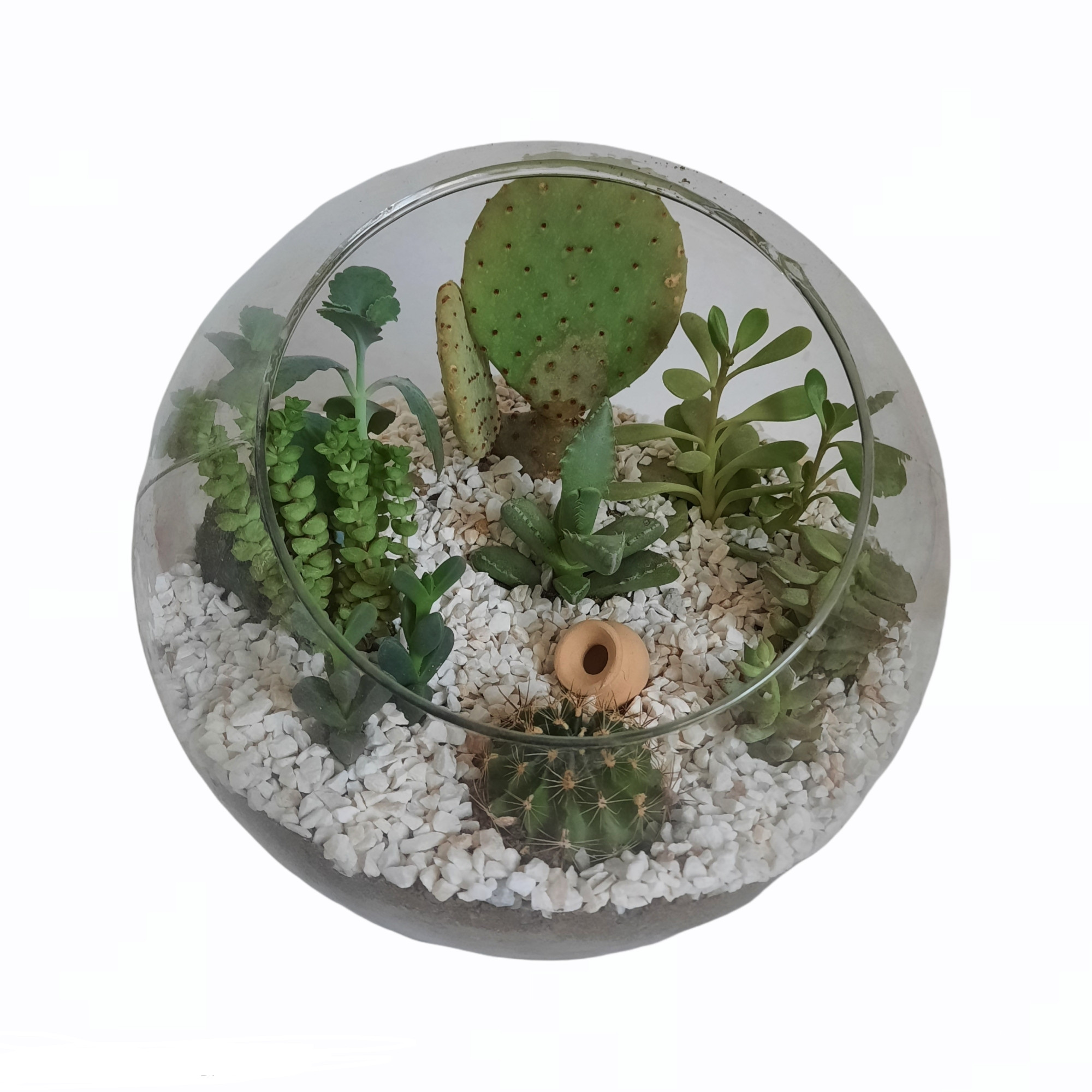 گیاه طبیعی دیش گاردن کاکتوس و ساکولنت کد A