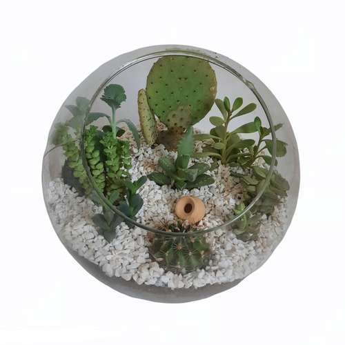 گیاه طبیعی دیش گاردن کاکتوس و ساکولنت کد A