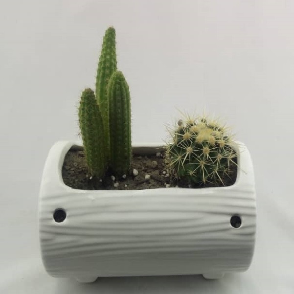 گیاه طبیعی کاکتوس مدل K002 گیاه طبیعی کاکتوس مدل K002