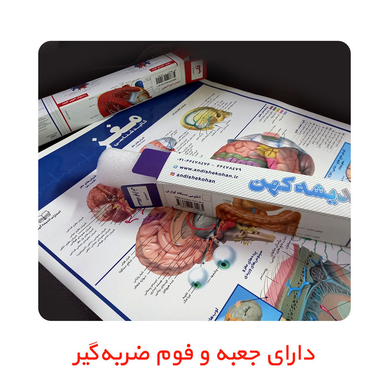 پوستر آموزشی انتشارات اندیشه کهن مدل کالبدشناسی دستگاه گوارش و گوش، حلق و بینی مجموعه 2 عددی