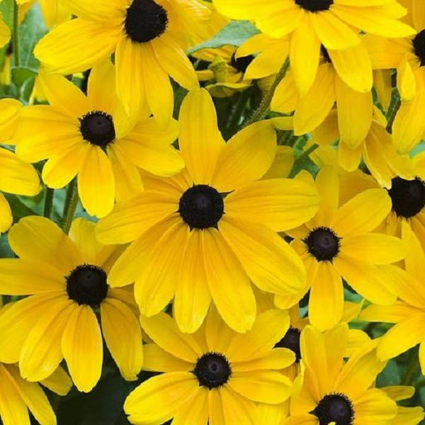 بذر گل کوکب کوهی زرد جی پی سید مدل GP104 بذر گل کوکب کوهی زرد جی پی سید مدل GP104