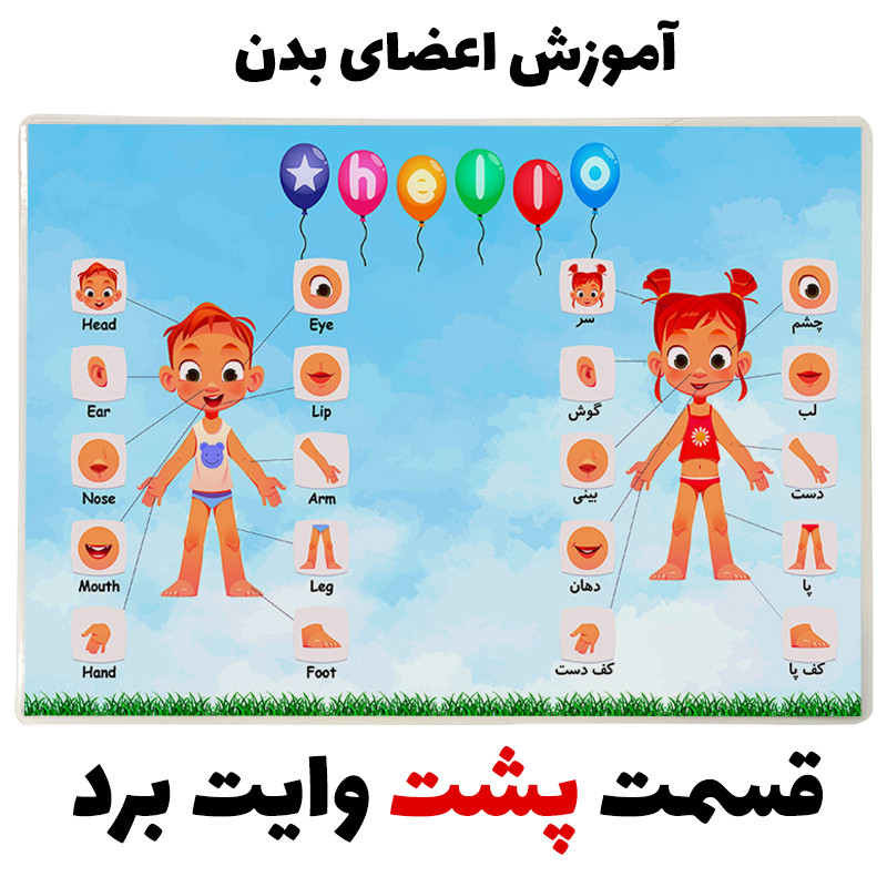 تخته وایت برد مدل آموزش اعضای بدن کد pmw.6 سایز 20x30 سانتی متر