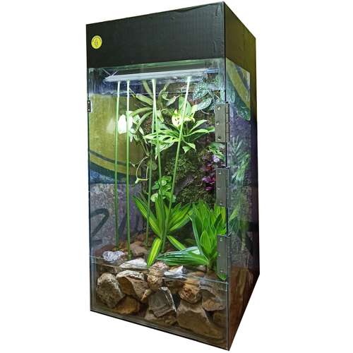 گیاه طبیعی پالوداریوم مدل بارانی