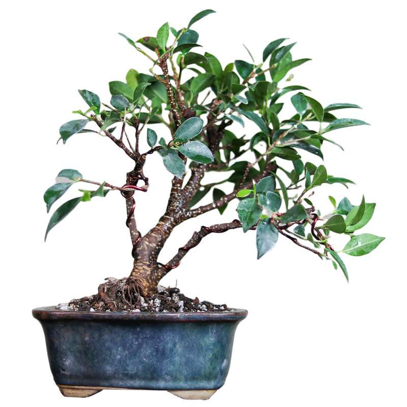 گیاه طبیعی بونسای فیکوس مدل رتوزا