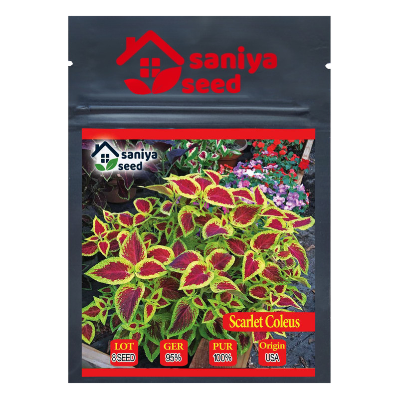 بذر گل حسن یوسف اسکارلت سانیا سید مدل Scarlet