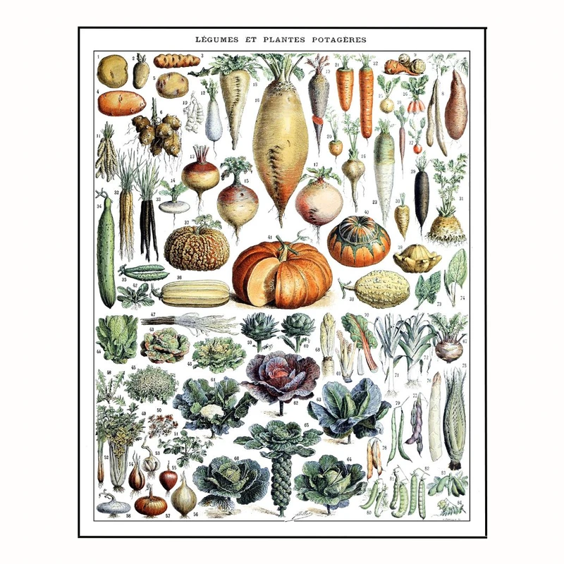 پوستر مدل آدلف میلو - سبزیجات2  