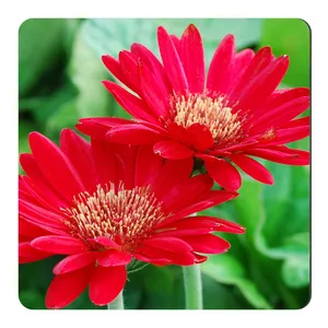 مگنت طرح گل کد NIM905 