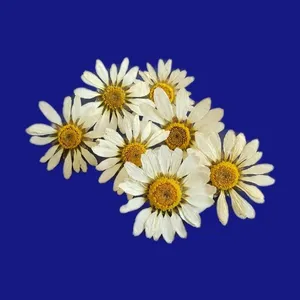 گل خشک مدل بابونه کد  kL_88  مجموعه 7 عددی