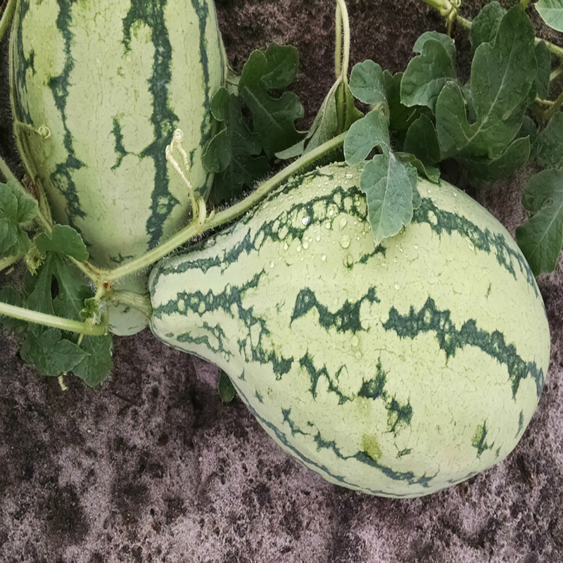 بذر هندوانه دیمی قرمز وانیا سید مدل Q32 بذر هندوانه دیمی قرمز وانیا سید مدل Q32