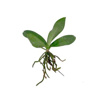 راهنمای خرید بهترین درخت میوه گلدانی کوچک و بزرگ و کم ریشه برای کاشت در خانه با قیمت مناسب