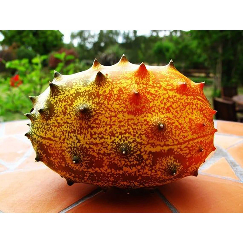 بذر کیوانو خیار آفریقایی خربزه شاخدار فصل سبز کد FSSEED-038