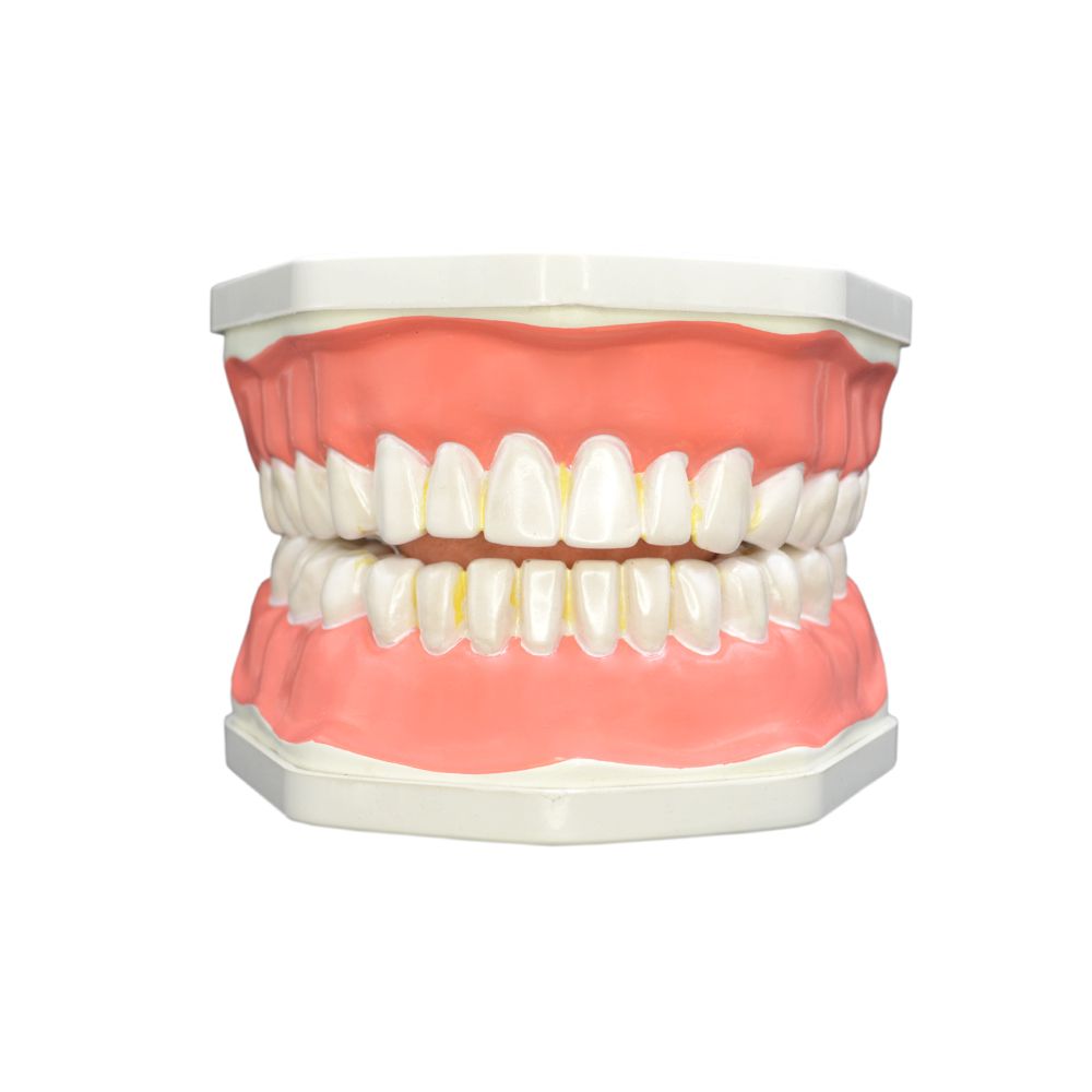 بازی آموزشی مولاژ دندان انسان مدل Dentalcare2 -  - 5