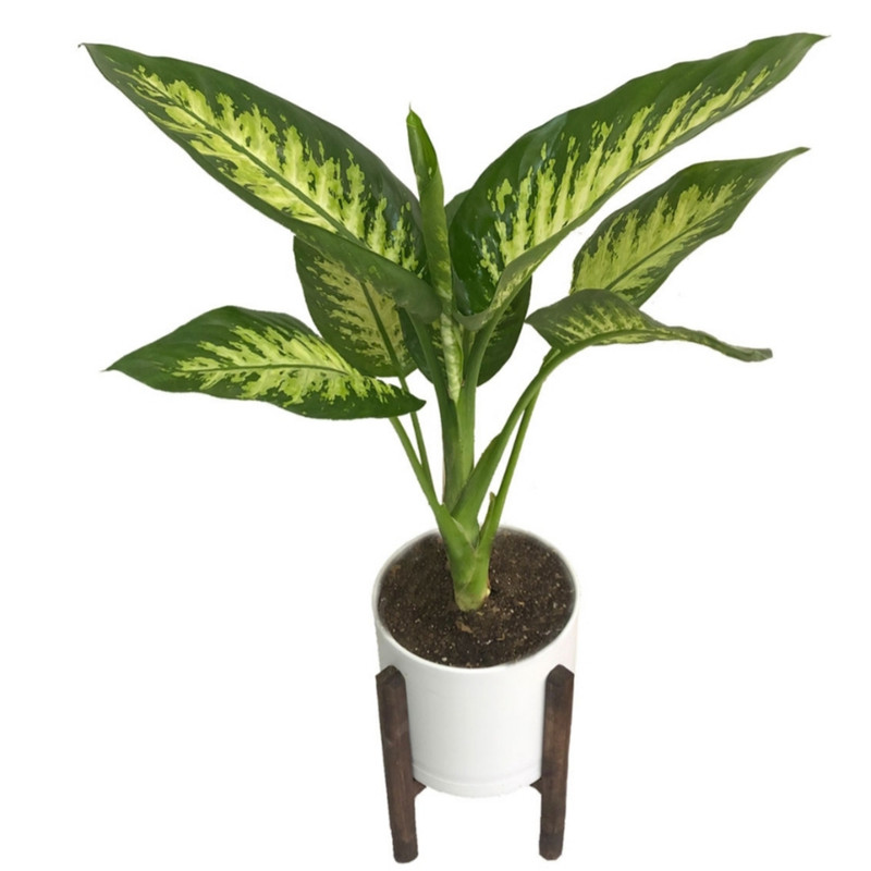 گیاه طبیعی دیفن باخیا مدل 232 گیاه طبیعی دیفن باخیا مدل 232