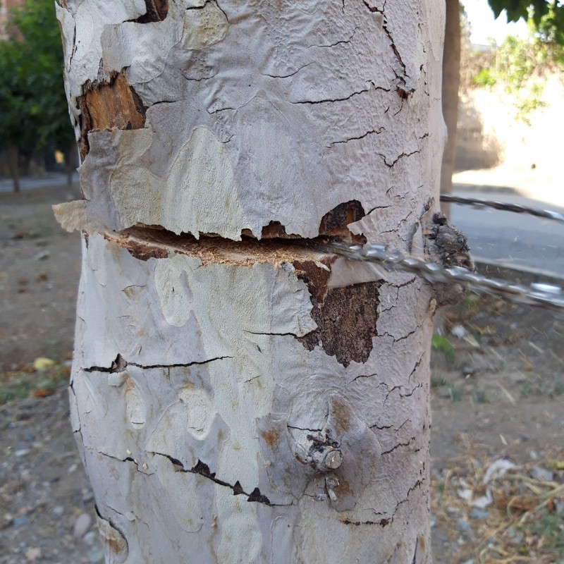 اره زنجیری کیارش بوشکرفت مدل KBCFT 02