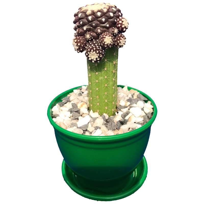 گیاه طبیعی کاکتوس کوپیاپوآ پیوندی مدل COP-100