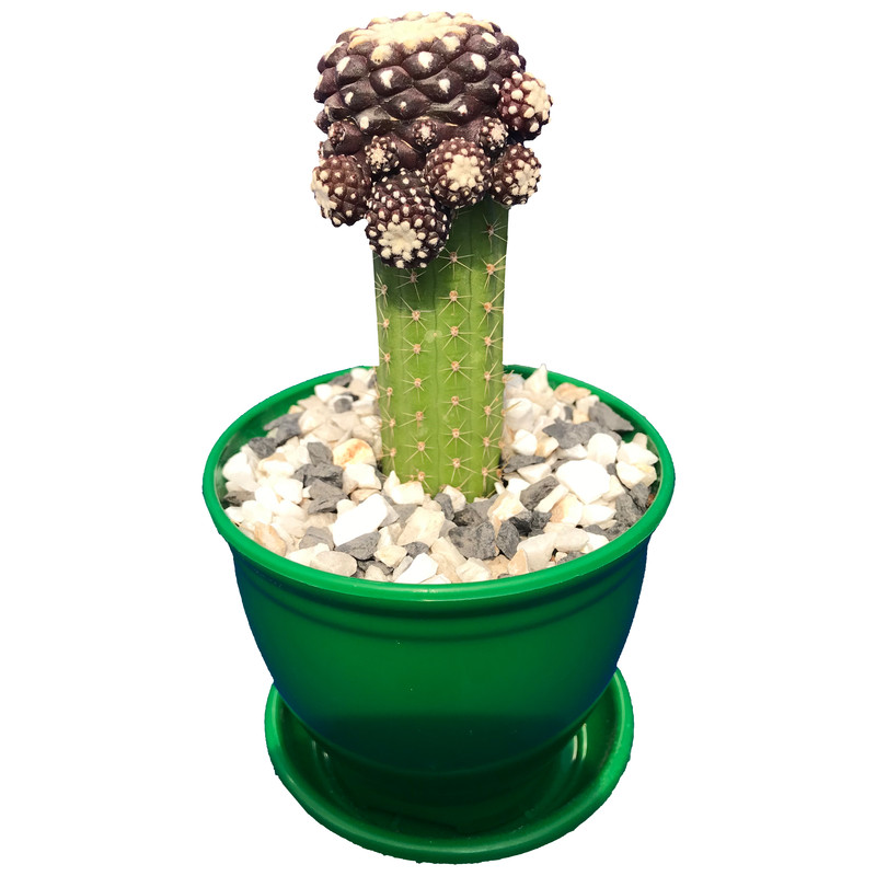 گیاه طبیعی کاکتوس کوپیاپوآ پیوندی مدل COP-100