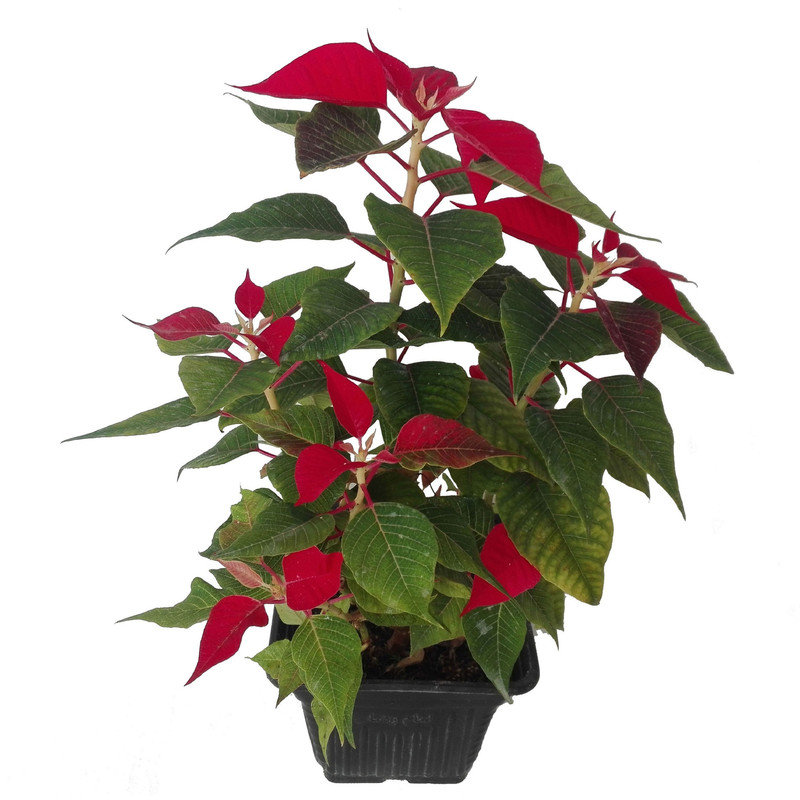 گل طبیعی بنت قنسول کد 105