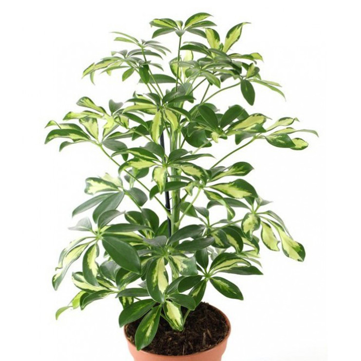 گیاه طبیعی شفلرا مدل ابلق گیاه طبیعی شفلرا مدل ابلق