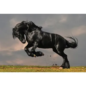 تابلو شاسی مدل اسب کد T5840