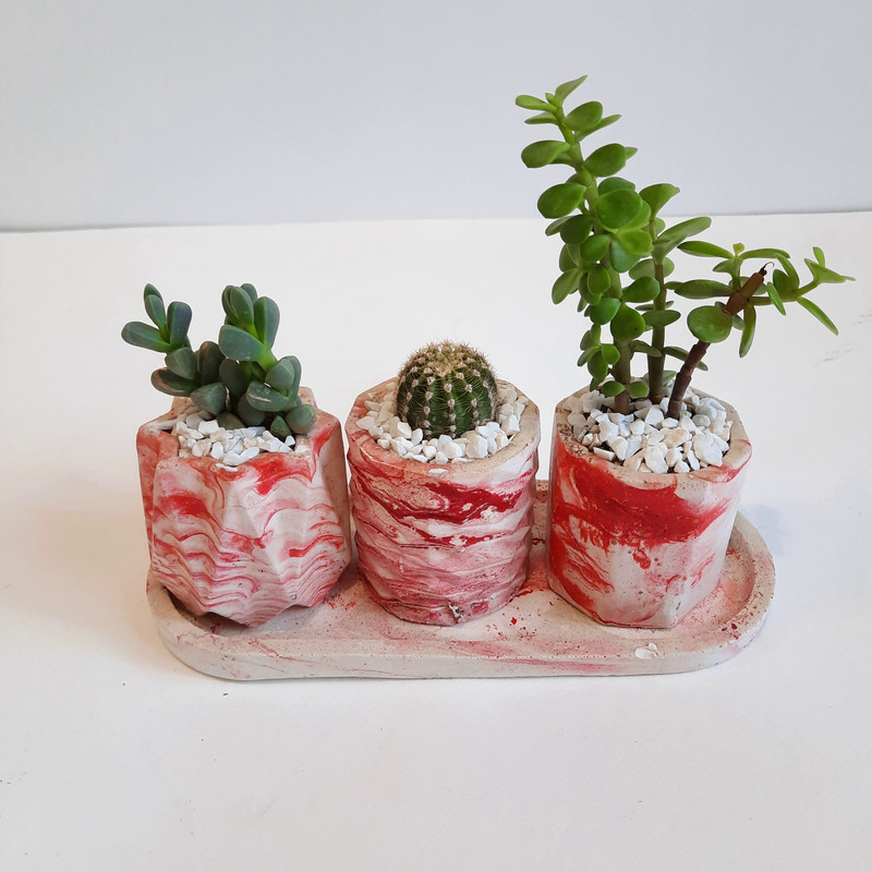 گیاه طبیعی مدل کاکتوس و ساکولنت مجموعه 4 عددی کد 40