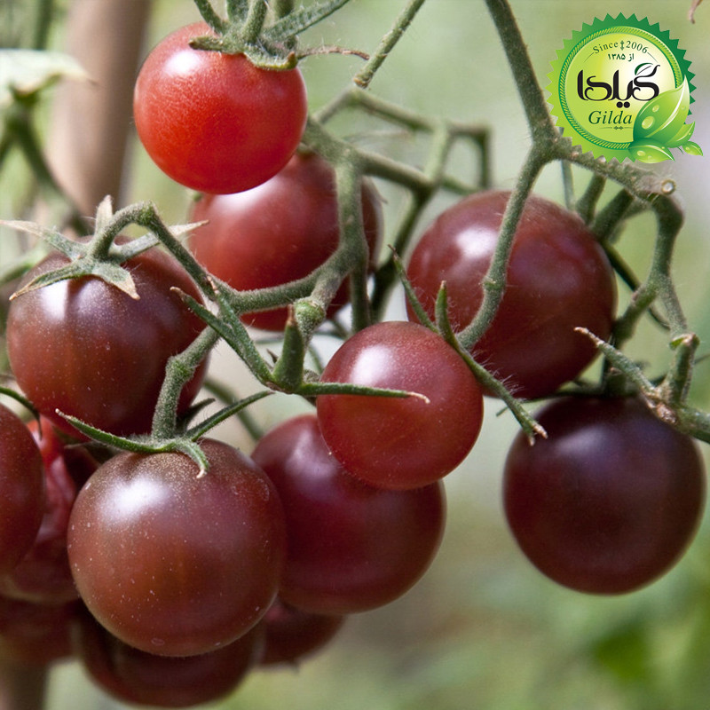 بذر گوجه چری شکلاتی گیلدا کد 579